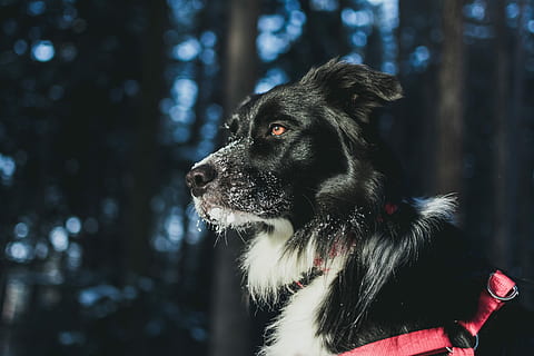 fechar-se, fotografia, cão, seletivo, fotografia de foco, Preto, branco, border collie, vermelho, aproveitar foto close-up, um animal, mamífero, temas animais, animal, pets, canino, doméstico, animais domésticos, olhando para longe, vertebrado, árvore, olhando, focar em primeiro plano, dia, ninguém, natureza, cor preta, ao ar livre, luz solar, cabeça de animal, cão de raça pura, 5K, CC0, domínio público, royalty free