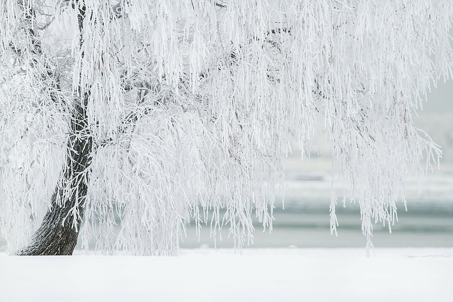 arbre blanc, hivern, arbre, neu, paisatge, fred, desembre, Nadal, arbres d’hivern, naturalesa, congelat, gel, escena, gener, cobert, ze, blanc, gelades, bosc, temperatura de fred, Color blanc, cap gent, bellesa a la natura, dia, planta, aigua, tranquil·litat, llac, escena tranquil·la, escenics - natura, medi ambient, escena no urbana, a l'aire lliure, cargol, clima extrem, nevar, 2K