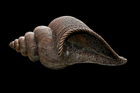 Foto, braun, Schale, Muschel, Muschelschale, Natur, Marine, natürlich, Weichtier, Dekor, Dekoration, Spiral-, Leben, wirbellos, Skulptur, Bronze-, Künstler, Ornament, Muster, Sommer-, leeren, Tierkörperteil, schwarzer Hintergrund, ein Tier, Tierwelt, Tierhaut, Tierthemen, Tier, Tierwaage, Tierkopf, keine Leute, Studioaufnahme, drinnen, Wirbeltier, Nahansicht, Reptil, Fisch, Tiere in freier Wildbahn, ausgeschnitten, Stillleben, Zoologie, Profilansicht, 4K, CC0, gemeinfrei, lizenzfrei