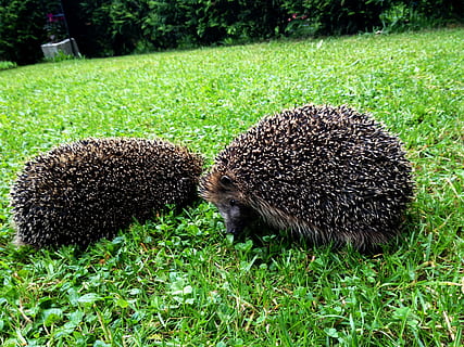 zwei, schwarz, Stachelschweine, Grün, Gras, Igel, Tiere, draußen, Makro, Nahansicht, Tierthemen, grüne Farbe, Tier, Pflanze, Tierwelt, keine Leute, Tiere in freier Wildbahn, Säugetier, Natur, Feld, ein Tier, Wirbeltier, Land, Tag, 2K, CC0, gemeinfrei, lizenzfrei