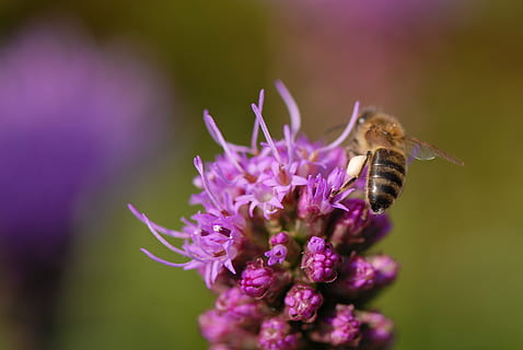 blomst violet, Bie, Lukk, blomst, blomstrende plante, skjørhet, sårbarhet, skjønnhet i naturen, friskhet, anlegg, petal, insekt, virvelløse, nærbilde, dyre temaer, ett dyr, lilla, dyr, dyr i naturen, blomsterhodet, vekst, dyreliv, pollinering, ingen folk, våren, 4K, CC0, offentlig domene, opphavsrett gratis