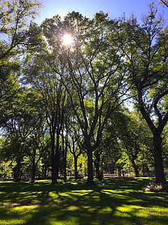 parque, Dom, arvores, leve, luz solar, natureza, ensolarado, panorama, verão, brilhante, exterior, árvore, floresta, verde, céu, folhagem, grama, cenário, cena, plantar, beleza na natureza, tranquilidade, dia, crescimento, ninguém, cena tranquila, terra, ao ar livre, tronco de árvore, sombra, tronco, reflexo de lente, transmissão, 2K, CC0, domínio público, royalty free