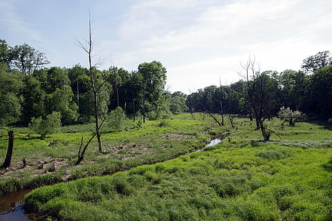 espace de rangement, torrent, rivière, le marais, sentimental, vert, morte, arbre, forêt, gommages, Naturel, la nature, rogow-opole, Pologne, L'Europe , eau, courant, le ruisseau, paysage, plante, croissance, couleur verte, tranquillité, terre, scène tranquille, beauté dans la nature, paysages - nature, ciel, environnement, champ, nuage - ciel, herbe, personne, journée, scène non urbaine, en plein air, 5K, CC0, domaine public, libre de droits