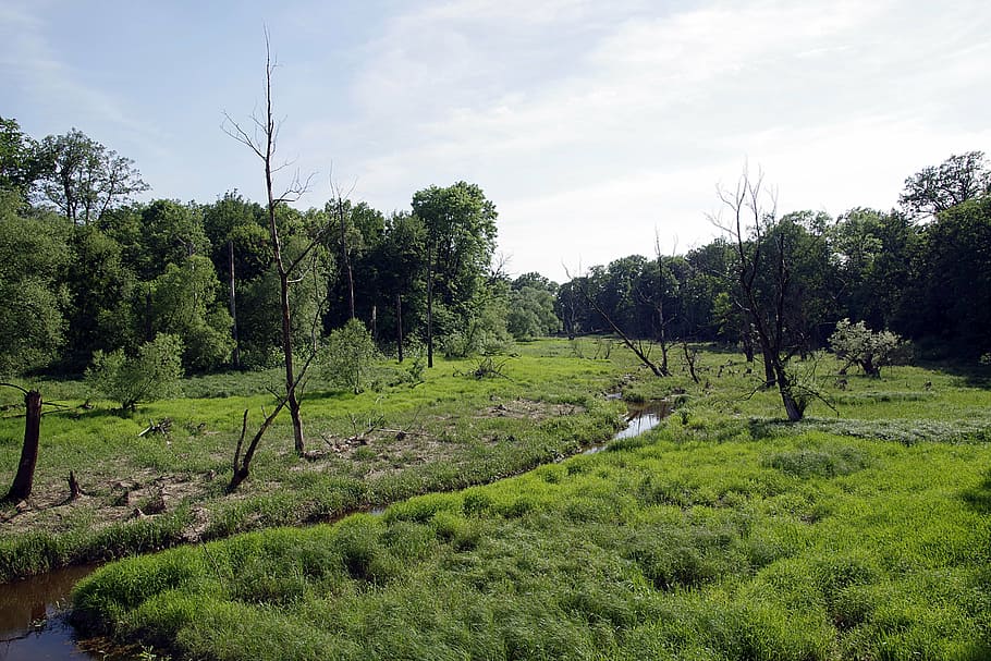 emmagatzematge, torrent, riu, pantà, sentimental, verd, mort, arbre, bosc, exfoliants, natural, naturalesa, rogow-opole, Polònia, europa, aigua, corrent, el rierol, paisatge, planta, creixement, color verd, tranquil·litat, terra, escena tranquil·la, bellesa a la natura, escenics - natura, cel, medi ambient, camp, núvol - cel, herba, cap gent, dia, escena no urbana, a l'aire lliure, 5K