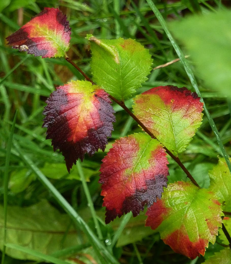 Laubfall, Herbst, Farben, Natur, Blätter, Blatt, fallen, Farben, Baum Blatt, Pflanze, grüne Farbe, Obst, Wachstum, draußen, Pflanzenteil, Nahansicht, rot, Tag, Schönheit in der Natur, Lebensmittel, Essen und Trinken, Frische, keine Leute, Fokus auf den Vordergrund, Beerenfrucht, gesundes Essen, Baum, 2K
