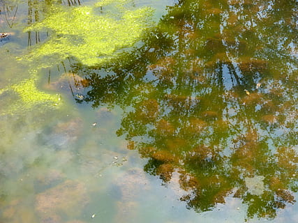 estany, aigua, reflexió, algues, planta aquàtica, verd, davant del mar, dia, llac, naturalesa, planta, vista d’angle alt, arbre, bassal, cap gent, a l'aire lliure, aigua estancada, arquitectura, estructura construïda, exterior de l'edifici, humit, pluja, flotant a l'aigua, 4K, CC0, domini públic, lliure de regalies
