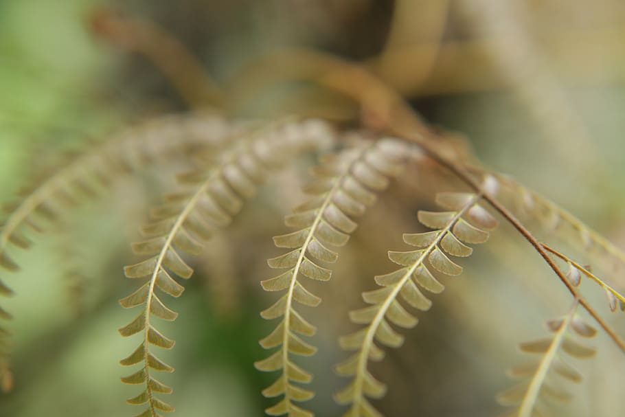 natura, le foglie, minuscolo, verde, Marrone, pianta, felce, macro, dettaglio, avvicinamento, foglia, crescita, parte vegetale, messa a fuoco selettiva, nessuno, bellezza nella natura, pianta succulenta, spina, colore verde, acuto, concentrarsi sulle conoscenze acquisite, giorno, all'aperto, modello naturale, cactus, spillo, la tranquillità, 4K