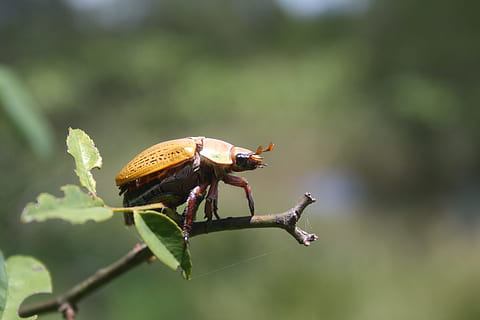Insekt, Käfer, Tierwelt, Fehler, klein, bunt, Antennen, Thorax, wild, Entomologie, draussen, Leben, Natur, wirbellos, ein Tier, Tierthemen, Tiere in freier Wildbahn, Tag, Nahansicht, Tier, Pflanze, Pflanzenteil, Blatt, Fokus auf den Vordergrund, keine Leute, grüne Farbe, Schönheit in der Natur, draußen, selektiver Fokus, Baum, 4K, CC0, gemeinfrei, lizenzfrei
