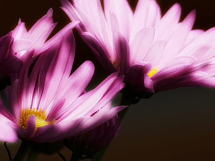lyserød, aster, glødende, makro, planteblomst, natur, flor, forår, blomstrende plante, blomst, skrøbelighed, friskhed, sårbarhed, skønhed i naturen, kronblad, plante, blomsterstand, blomsterhoved, tæt på, vækst, pollen, ingen mennesker, lyserød farve, studio skud, selektiv fokusering, fokus på forgrunden, lilla, 2K, CC0, offentligt domæne, royaltyfrie
