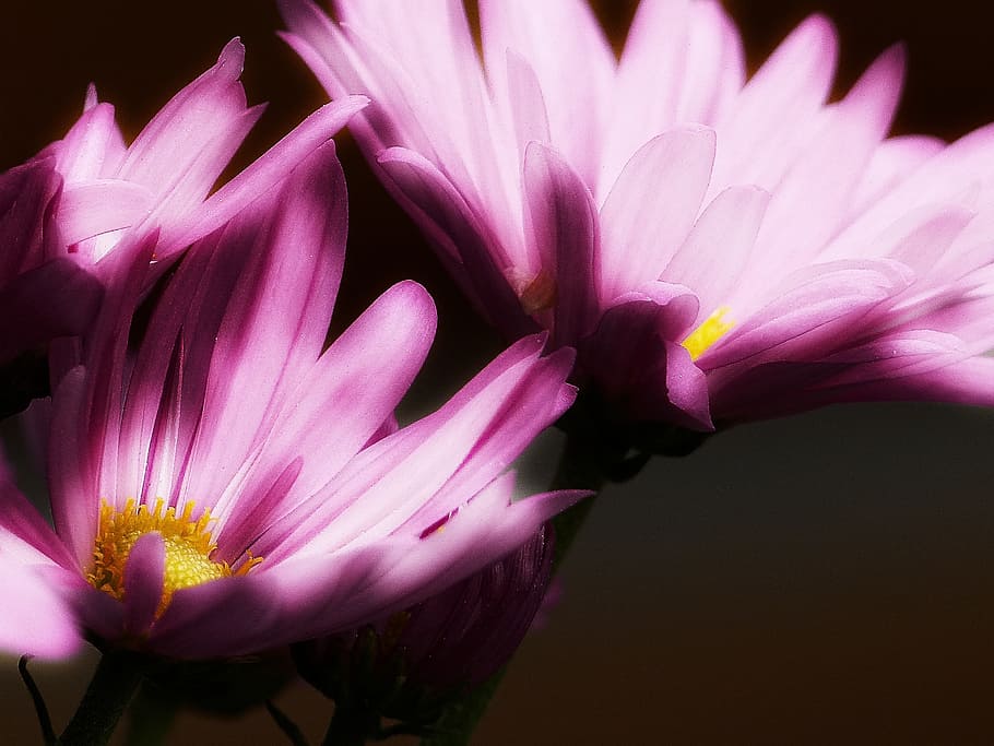 lyserød, aster, glødende, makro, planteblomst, natur, flor, forår, blomstrende plante, blomst, skrøbelighed, friskhed, sårbarhed, skønhed i naturen, kronblad, plante, blomsterstand, blomsterhoved, tæt på, vækst, pollen, ingen mennesker, lyserød farve, studio skud, selektiv fokusering, fokus på forgrunden, lilla, 2K