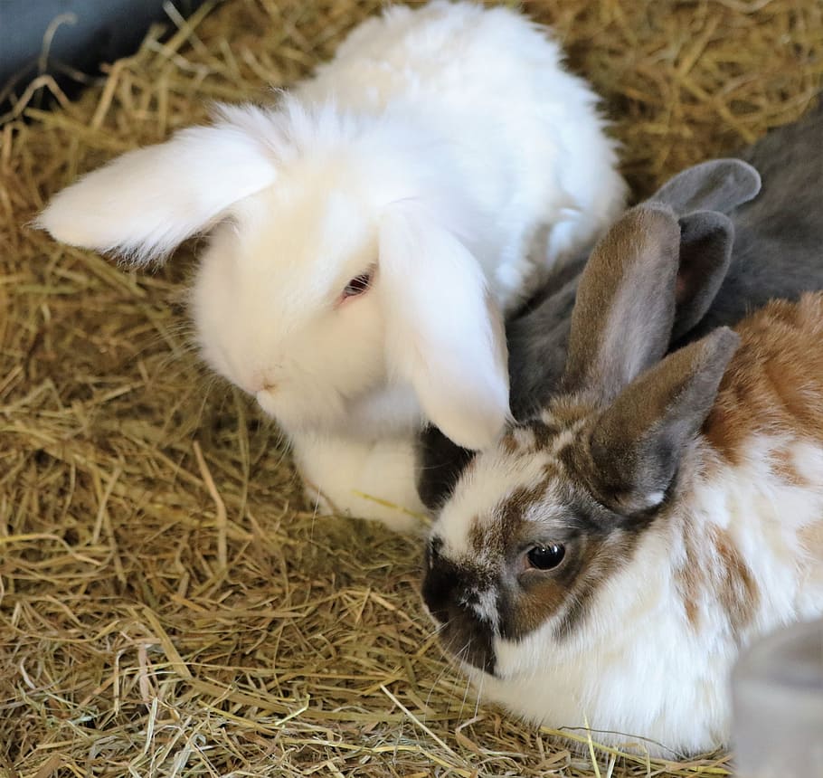 kanin, påske, dyr, nuttet, kæledyr, fluffy, pattedyr, indenlandske, forår, barndom, gnaver, sød, lodne, ører, natur, sjov, yndig, husdyr, dyre temaer, ungt dyr, hvirveldyr, gruppe af dyr, to dyr, kanin - dyr, indendørs, tæt på, ingen mennesker, dyreliv, hø, marsvin, bakkenbart, dyre familie, planteædende, 4K