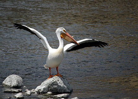 pelicà, blanc, riu de la guineu, appleton, Wisconsin, Midwest, ocell, vida salvatge, naturalesa, pelecanus, aigua, genial, natural, la vida, avialae, ala, ploma, grup, pescar, animal, a l'aire lliure, temes d'animals, fauna animal, animals a la natura, vertebrats, un animal, ales separades, volant, llac, cap gent, sòlid, dia, rock, rock - object, ala dels animals, batent, 4K, CC0, domini públic, lliure de regalies