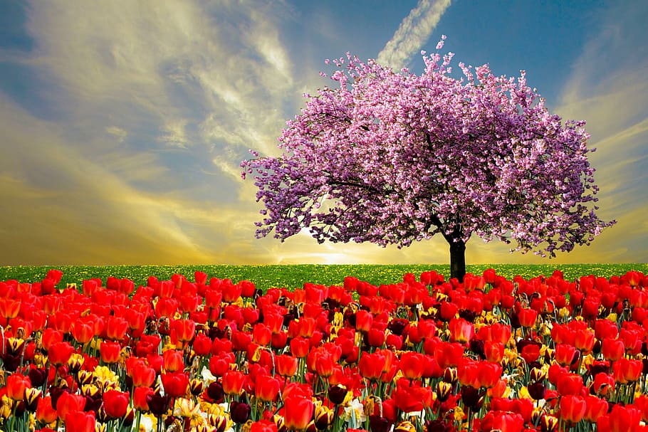 llit, vermell, roses, cirera, flor, arbre, emoció, primavera, febre de primavera, cel, tulipes, naturalesa, florir, prat, dent de lleó, ametller, flor d'ametlla, flors, despertar de primavera, flors de primavera, signes de la primavera, targeta de felicitació, frühlingsanfang, bellesa a la natura, camp, creixement, fragilitat, frescor, agricultura, planta amb flors, planta, vulnerabilitat, núvol - cel, paisatge, tulipa, primer pla, pètal, cap gent, cap de flor, a l'aire lliure, llit de flors, arranjament floral, bouquet, 2K