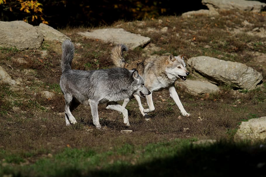 gris, llops, corrent, camp de gespa, al costat, roques, llops de fusta, Canadà, depredador, naturalesa, paquet, fotografia de fauna salvatge, animal salvatge, bosc, temes d'animals, animal, mamífer, grup d’animals, terra, animals a la natura, fauna animal, camp, cap gent, dos animals, dia, enfocament selectiu, mascotes, vertebrats, llop, animals domèstics, nacional, longitud completa, animal jove, família d’animals, 5K