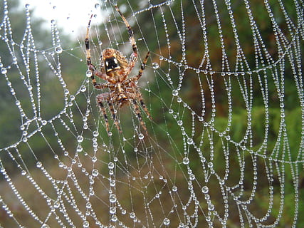 aranya, web, caure, senderisme, fotografia macro, teranyina, temes d'animals, animal, invertebrat, fragilitat, primer pla, animals a la natura, fauna animal, aràcnids, un animal, insecte, artròpode, vulnerabilitat, cap gent, centrar-se en primer pla, naturalesa, dia, bellesa a la natura, a l'aire lliure, complexitat, cames d’animal, rosada, 4K, CC0, domini públic, lliure de regalies