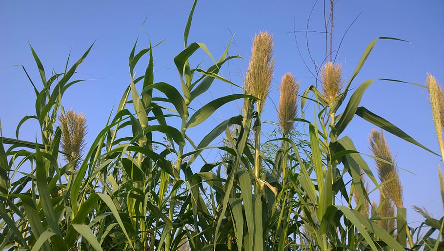 lago, lungo il fiume, lago, sul fiume, agricoltura, raccolto, pianta di cereali, azienda agricola, crescita, pianta, campo, cielo, natura, terra, giorno, scena rurale, bellezza nella natura, nessuno, paesaggio, avvicinamento, colore verde, la tranquillità, blu, mais - coltura, all'aperto, piantagione, 4K