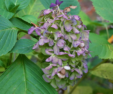 caiguda d'hortensia, ortensia, planta, naturalesa, arbust, flor, florir, sec, porpra, caure, tardor, planta amb flors, full, part de la planta, creixement, bellesa a la natura, frescor, vulnerabilitat, fragilitat, primer pla, pètal, color verd, inflorescència, cap de flor, dia, centrar-se en primer pla, color rosa, cap gent, primavera, lila, 2K, CC0, domini públic, lliure de regalies