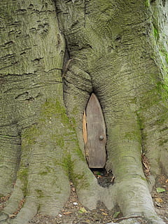 gris, fusta, porta, tronc de l'arbre, elf, tronc, arbre, fada, naturalesa, màgia, entrada, cap gent, un animal, a l'aire lliure, planta, dia, textura, color verd, creixement, bosc, tranquil·litat, primer pla, aspre, terra, escorça de la planta, bellesa a la natura, molsa, vista d’angle baix, escorça, 4K, CC0, domini públic, lliure de regalies