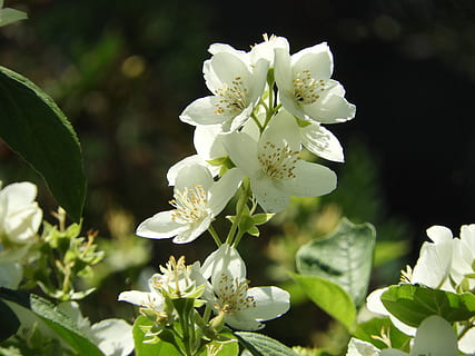 bílý, květ, rostlina, jasmin, letní, bílá barva, nikdo, růže květina, detail, pivoňka, kvetoucí rostlina, krása v přírodě, okvětní lístek, křehkost, zranitelnost, růst, svěžest, květenství, květu hlavy, Příroda, zaměřit se na popředí, den, rostlinné části, list, slunečního světla, venku, pyl, 5K, CC0, veřejná doména, bez autorských práv