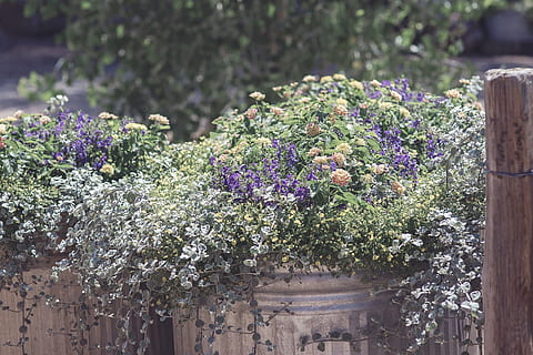 hvid, lilla, blomster, grå, vaser, dagtimerne, rustik, forår, årgang, natur, træ-, design, sommer, frisk, træ, bord, retro, buket, dekoration, bryllup, romantisk, plante, hilsen, grøn, dag, blomstre, ferie, gammel, kærlighed, flor, kort, plads, kronblad, struktur, have, naturlig, stil, blomst, blomstrende plante, vækst, friskhed, skønhed i naturen, skrøbelighed, sårbarhed, ingen mennesker, udendørs, træ - materiale, tæt på, fokus på forgrunden, sollys, botanik, havearbejde, blomster arrangement, blomsterkrukke, 4K, CC0, offentligt domæne, royaltyfrie