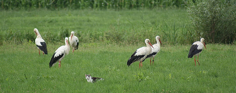 bociany, kot, polder, ptak, tematy zwierzęce, grupa zwierząt, zwierzę, zwierzęta na wolności, zwierzęca przyroda, kręgowiec, trawa, roślina, Natura, żadnych ludzi, bocian, bocian biały, wylądować, zielony kolor, pole, woda, latający, dzień, piękno natury, na dworze, stado ptaków, 4K, CC0, domena publiczna, darmowe zdjęcia
