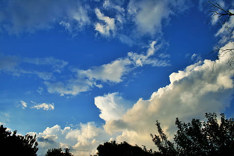 diffondendo nuvola, cielo, blu, nube, bianca, diffusione, luce, cime degli alberi, nuvola - cielo, albero, bellezza nella natura, pianta, Inquadratura dal basso, la tranquillità, scenics - natura, natura, scena tranquilla, nessuno, giorno, luce del sole, idilliaco, all'aperto, Cloudscape, silhouette, crescita, scena non urbana, cima dell'albero, meteorologia, wispy, 4K, CC0, dominio pubblico, privo di copyright