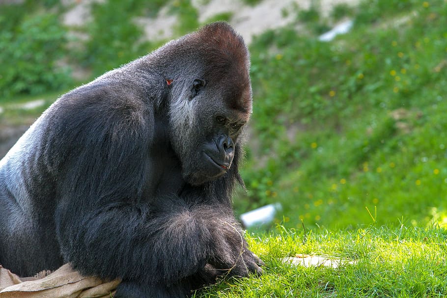 poc profund, focalitzar la fotografia, goril·la, mico, món animal, Silverback, animal, naturalesa, herba, primat, fauna animal, un animal, animals a la natura, mamífer, vertebrats, gent, planta, assegut, retrat, mirant, dia, zoo, selva tropical, pluja tropical, 5K