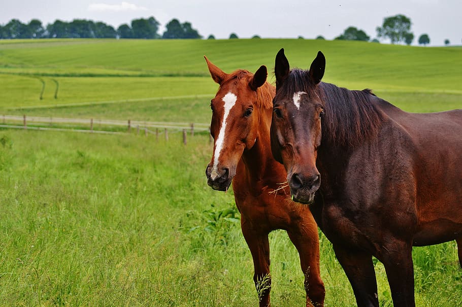 Due, Marrone, capre, campo d'erba, cavalli, per due, accoppiamento, stallone, mangiare, paddock, prato, pascolo, pascolare, natura, erba, verde, giocare, gioco chiassoso, cavallo, azienda agricola, animale, scena rurale, all'aperto, mammifero, agricoltura, campo, bestiame, animali domestici, domestico, temi animali, gruppo di animali, pianta, terra, fauna selvatica, vertebrato, paesaggio, due animali, in piedi, erbivoro, nessuno, ranch, 5K