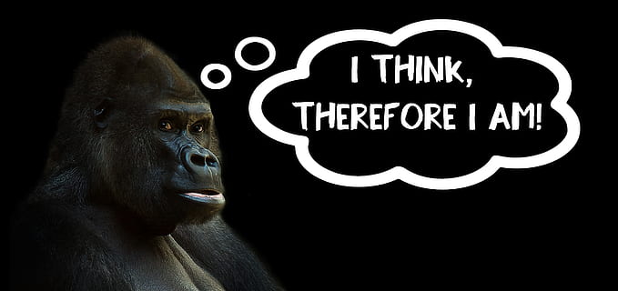 gorilla, tekstin peitto, ajatella, ajattelu, silverback, apina, eläin, johtaja, musta, vaikuttava, hopeanharmaa, voimakas, nisäkäs, suuri, hallitseva, turkis, synkkä, näkymä, kädellinen, katsella, ihmiset, tunne, eläinten villieläimet, yksi eläin, musta tausta, viestintä, muotokuva, merkki, Kotieläimet, studio ammuttu, tumma, miettiminen, 5K, CC0, public domain, rojaltivapaa