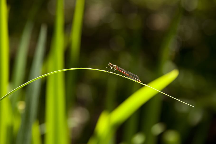 libèl·lula, full, insecte, tancar, verd, naturalesa, animal, insecte de vol, vermell, estany de jardí, habitants de basses, filigrana, planta, temes d'animals, un animal, fauna animal, centrar-se en primer pla, herba, invertebrat, color verd, animals a la natura, creixement, dia, primer pla, cap gent, bellesa a la natura, fulla d'herba, part de la planta, senyoreta, a l'aire lliure, ala dels animals, 5K