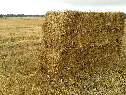 Harvest, Haystack, Fall, Wheat, Hay, fall, wheat, field, farm, autumn, agriculture, bale, rural scene, land, plant, landscape, growth, environment, tranquility, tranquil scene, nature, crop, scenics - nature, sky, day, no people, outdoors, 1080P, CC0, public domain, royalty free