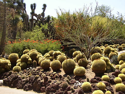 cactus, botanic, exotic, plantă, copac, natură, frumusețe în natură, nici o persoana, creştere, zi, liniște, teren, camp, cer, o scenă liniștită, peisaj, agricultură, mediu inconjurator, rural, în aer liber, lumina soarelui, Culoarea verde, fermă, 1080P, CC0, domeniu public, fără drepturi de autor