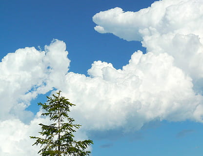 núvol, cel, blau, formen núvols, naturalesa, estiu, a l'aire lliure, núvol - cel, temps, dia, fons, arbre, bellesa a la natura, planta, cap gent, cloudscape, Color blanc, tranquil·litat, vista d’angle baix, escenics - natura, escena tranquil·la, còpia espai, pi, arbre d’arbre, arbre de coníferes, meteorologia, brillant, suavitat, 2K, CC0, domini públic, lliure de regalies