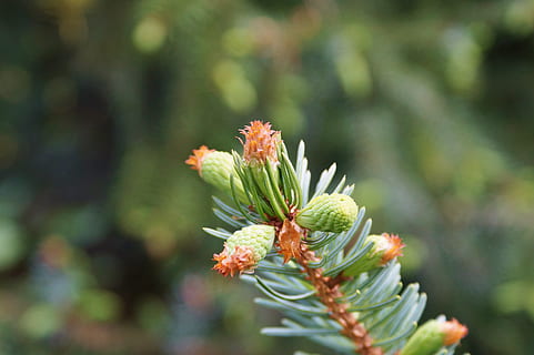 pi, branca, motor, agulles, branca de pi, picea, naturalesa, espectacle de coníferes, bígaro, conífera, branca d’agulla, arbre, flor, color verd, cap gent, creixement, planta, planta amb flors, bellesa a la natura, frescor, vulnerabilitat, fragilitat, primer pla, centrar-se en primer pla, dia, pètal, cap de flor, botànica, inflorescència, enfocament selectiu, a l'aire lliure, primavera, 5K, CC0, domini públic, lliure de regalies