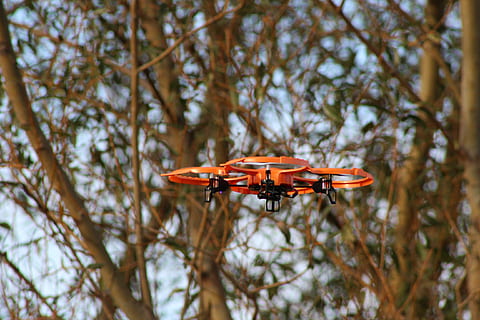 selective, focus photo, orange, black, drone, daytime, flying object, fly, model, remotely controlled, flying, air Vehicle, airplane, transportation, helicopter, plant, tree, low angle view, animal wildlife, animals in the wild, day, focus on foreground, nature, invertebrate, branch, animal, animal themes, one animal, insect, no people, outdoors, mid-air, growth, beauty in nature, animal wing, 2K, CC0, public domain, royalty free