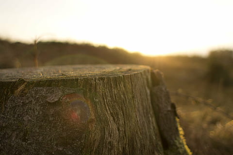 selektiv, Foto fokussieren, Baumstamm, Foto, braun, hölzern, Baum, Kofferraum, Stumpf, Sonnenstrahlen, Sonnenlicht, Borke, keine Leute, Feld, Fokus auf den Vordergrund, Natur, draußen, Holz - Material, Nahansicht, Tag, Landschaft, Gras, Grenze, Zaun, Barriere, Pflanze, Himmel, Land, Schutz, Sicherheit, Holzpfosten, Linseneffekt, Post, 4K, CC0, gemeinfrei, lizenzfrei