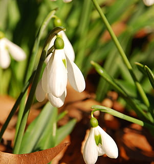 snowdrop, primavera, neteja, flor, Color blanc, naturalesa, creixement, planta, color verd, vulnerabilitat, fragilitat, bellesa a la natura, frescor, planta amb flors, pètal, primer pla, inflorescència, cap de flor, centrar-se en primer pla, cap gent, dia, tija de la planta, 1080P, CC0, domini públic, lliure de regalies