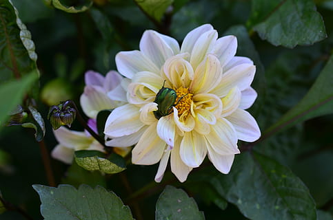 bille, blomst, makro, blomstrende plante, plante, skønhed i naturen, kronblad, friskhed, skrøbelighed, vækst, sårbarhed, tæt på, blomsterhoved, blad, blomsterstand, plante del, natur, ingen mennesker, dag, fokus på forgrunden, pollen, grøn farve, udendørs, bestøvning, 2K, CC0, offentligt domæne, royaltyfrie