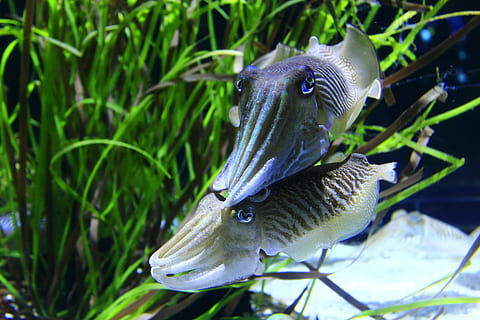 two blue-and-white fishes, squid, coupling, tentacles, legend, suckers, sea, ocean, seabed, exotic, mollusk, pericolos, underwater, animal, nature, wildlife, reef, animal themes, vertebrate, animal wildlife, water, animals in the wild, close-up, plant, one animal, swimming, no people, fish, focus on foreground, day, sea life, marine, 5K, CC0, public domain, royalty free