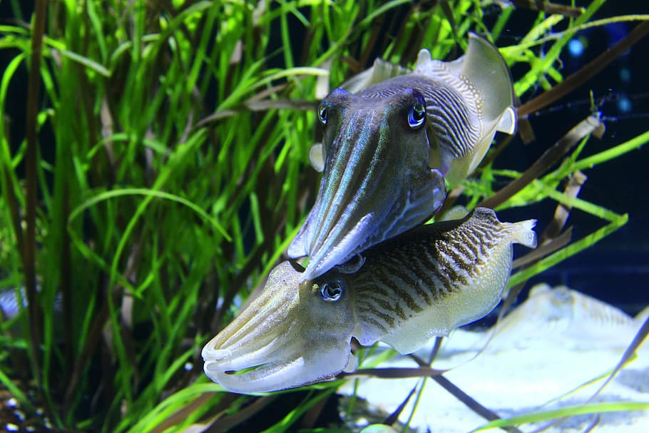 zwei blauweiße Fische, Tintenfisch, Kupplung, Tentakeln, Legende, Sauger, Meer, Ozean, Meeresboden, exotisch, Weichtier, Perikolos, unter wasser, Tier, Natur, Tierwelt, Riff, Tierthemen, Wirbeltier, Wasser, Tiere in freier Wildbahn, Nahansicht, Pflanze, ein Tier, Schwimmen, keine Leute, Fisch, Fokus auf den Vordergrund, Tag, Leben im Meer, Marine, 5K
