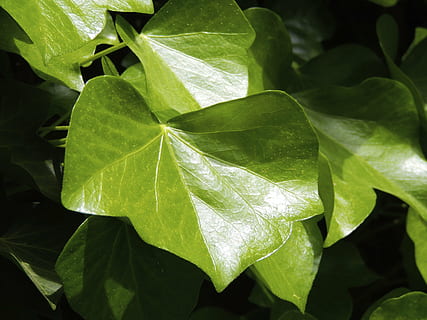vedbend, vedblade blad, blad, grøn, klatrer, slyngplante, plante, natur, flora, væg, grøn farve, friskhed, baggrunde, plante del, tæt på, vækst, ingen mennesker, skønhed i naturen, dag, bladvenen, blade, udendørs, sårbarhed, fuld ramme, skrøbelighed, fokus på forgrunden, botanik, 4K, CC0, offentligt domæne, royaltyfrie