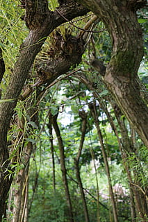 bomen, boog, uitzicht, boom, fabriek, romp, boomstam, groei, Bos, tak, dag, land-, natuur, schoonheid in de natuur, lage hoekweergave, geen mensen, groene kleur, kalmte, focus op de voorgrond, buitenshuis, bos-, deel van de plant, blad, regenwoud, Boomkap, 4K, CC0, publiek domein, royaltyvrij