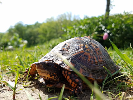 skildpadde, natur, græs, naturlig, vild, skal, dyreliv, langsom, kæledyr, jord, zoologi, tortoiseshell, grøn, dyre temaer, dyr, et dyr, plante, dyr i naturen, krybdyr, hvirveldyr, tæt på, dyreskal, ingen mennesker, fokus på forgrunden, dag, skildpadde skal, udendørs, 4K, CC0, offentligt domæne, royaltyfrie