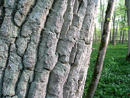 træ, stamme, bark, forår, grønne, blomster, Skov, træstamme, bagagerum, plante, tekstureret, vækst, ingen mennesker, dag, tæt på, natur, fokus på forgrunden, udendørs, baggrunde, ru, jord, fuld ramme, plantebark, naturligt mønster, mønster, skønhed i naturen, 2K, CC0, offentligt domæne, royaltyfrie
