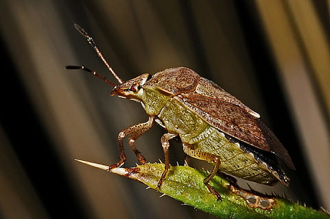 Nahaufnahmefoto, braun, marmorierter Gestank, Schild-Bug, Makro, Insekt, wirbellos, Gliederfüßer, Natur, Tierwelt, Biologie, Fauna, Entomologie, Tierthemen, Tier, ein Tier, Tiere in freier Wildbahn, Nahansicht, keine Leute, Seitenansicht, Fokus auf den Vordergrund, Wirbeltier, Tag, Reptil, draußen, Amphibie, selektiver Fokus, 1080P, CC0, gemeinfrei, lizenzfrei