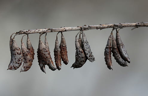 pod, trocken, casey, hängend, trocknen, keine Leute, Seite an Seite, Essen und Trinken, Natur, Fokus auf den Vordergrund, Lebensmittel, Nahansicht, getrocknetes Essen, in einer Reihe, Seil, Frische, Gruppe von Objekten, Wäscheleine, drinnen, Fleisch, Tag, Wohlbefinden, 1080P, CC0, gemeinfrei, lizenzfrei