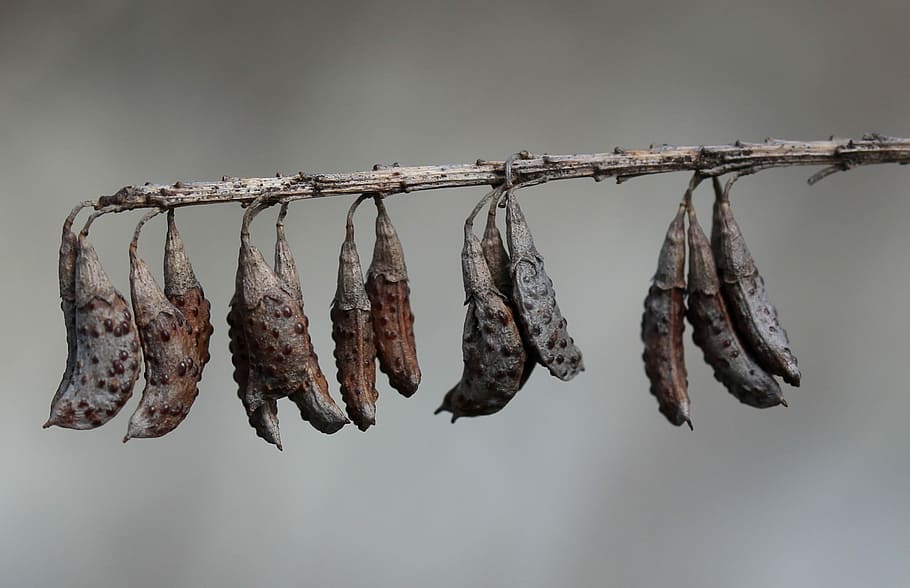 pod, sec, casey, penjant, assecat, cap gent, costat a costat, menjar i beguda, naturalesa, centrar-se en primer pla, menjar, primer pla, aliments secs, en fila, corda, frescor, grup d'objectes, estenedor, a l'interior, carn, dia, benestar, 1080P
