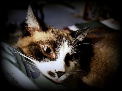 kucing, Siam, campuran, licik, hewan, imut, membelai, lokal, bulu, biru, halus, menghadapi, manis sekali, mata, kecil, kepala, mamalia, tema binatang, satu binatang, hewan peliharaan, kucing rumahan, binatang lokal, bertulang belakang, bagian tubuh hewan, merapatkan, kumis, dalam ruangan, potret, tidak ada orang, kepala hewan, melihat kamera, fokus pada latar depan, mata binatang, kucing betina, 4K, CC0, domain publik, bebas royalti