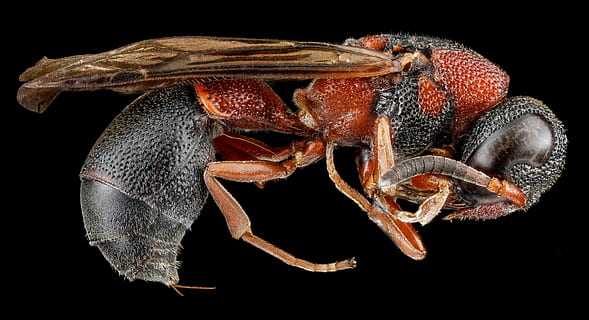 rosso, nero, arancia, insetto, vespa di vasaio, macro, profilo, Ali, capo, a cavallo, Stinger, occhio, gambe, leptochilus acolhuus, snello, ritratto, natura, animale, cibo, avvicinamento, temi animali, un animale, sfondo nero, fauna selvatica, crostaceo, Granchio, animali allo stato selvatico, girato in studio, nessuno, artiglio, invertebrato, marino, artropodo, vita marina, parte del corpo animale, ritagliare, 2K, CC0, dominio pubblico, privo di copyright