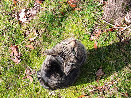 cat, considering, tree, lawn, animal, consider, pet, contemplation, feline, domestic Cat, pets, cute, outdoors, nature, kitten, tabby, grass, fur, mammal, animal themes, land, field, animal wildlife, vertebrate, high angle view, plant, animals in the wild, one animal, day, no people, relaxation, green color, domestic animals, herbivorous, 4K, CC0, public domain, royalty free
